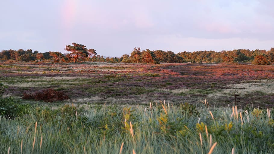 heide, bloom, heather, nature, ericaceae, mood, landscape, color HD wallpaper