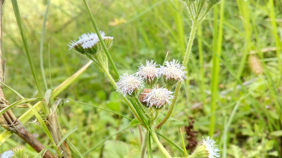 flower, flora, grass, nature, plant, flowering plant, beauty in nature HD wallpaper