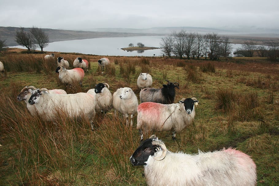 sheep, ireland, donegal, farm, animal, lamb, livestock, wool