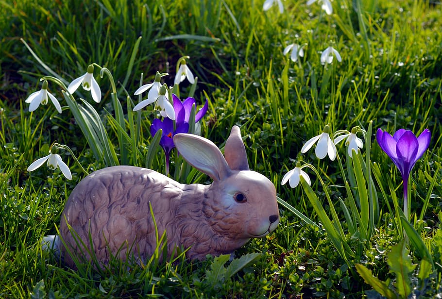 purple flowers, hare, easter bunny, cute, grass, figure, greeting card HD wallpaper