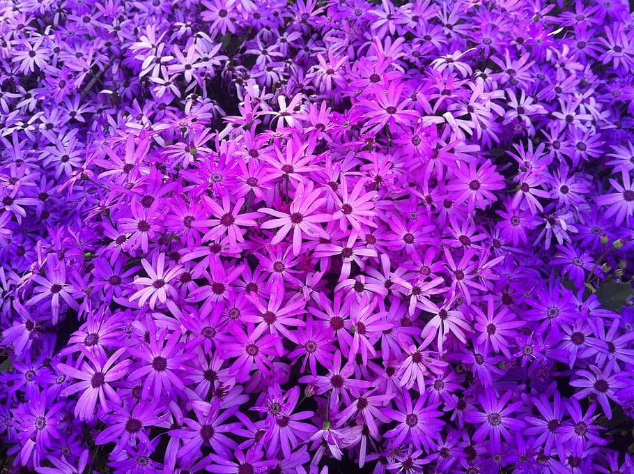 purple-and-white petaled flower lot, spring, love, blossom HD wallpaper