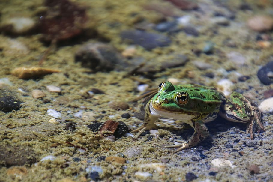 Frog, Animal, Toads, Nature, Water, aquatic animal, amphibian HD wallpaper