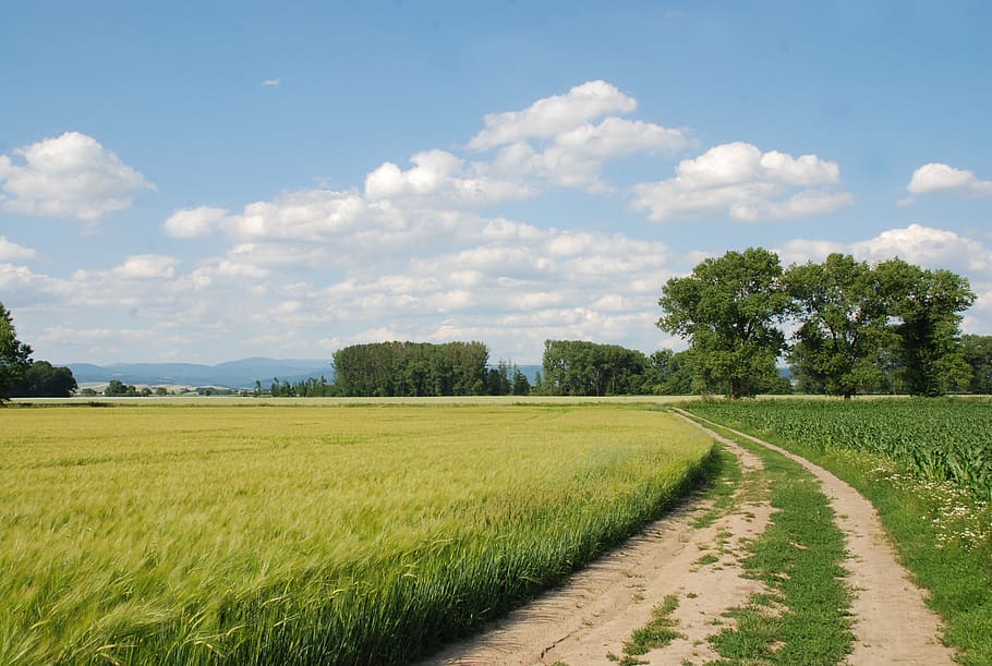 nature, summer, field, path, plant, sky, cloud - sky, landscape HD wallpaper