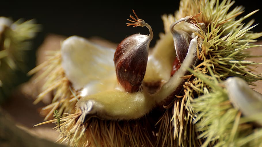 chestnut, tree, autumn, prickly, fruit, shell, nature, autumn mood HD wallpaper