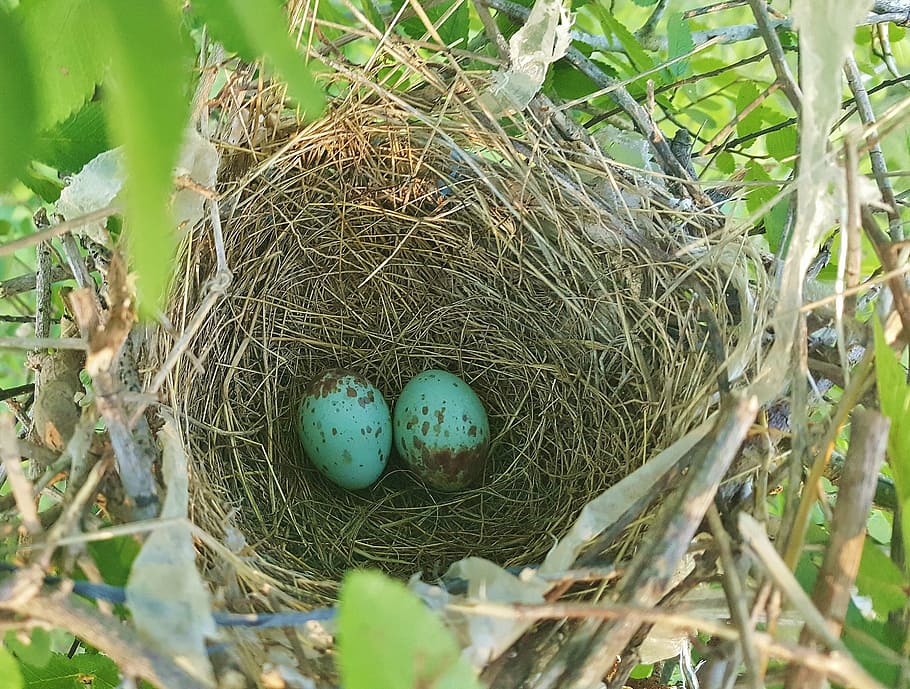 nest egg, bird's nest, nesting, eggs, mockingbird eggs, northern mockingbird eggs