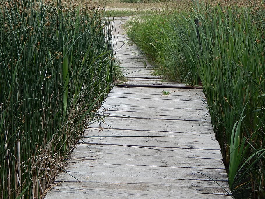 Dock, Wood, Path, Rustic, Grass, Nature, wooden, scenic, walkway HD wallpaper