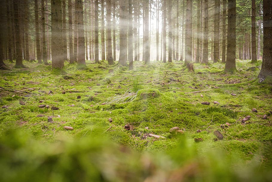 forest, moss, back light, nature, green, log, tree, tree stump HD wallpaper