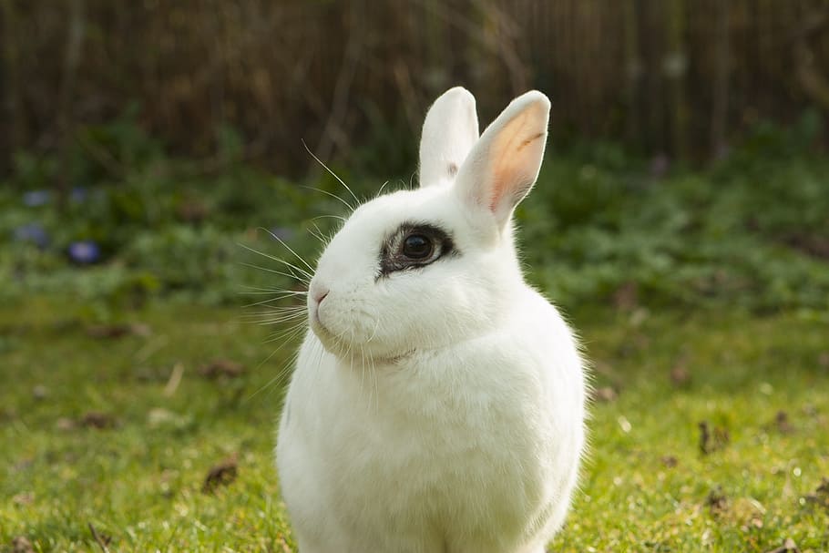 white rabbit, bunny, spring, garden, pet, animal themes, one animal HD wallpaper