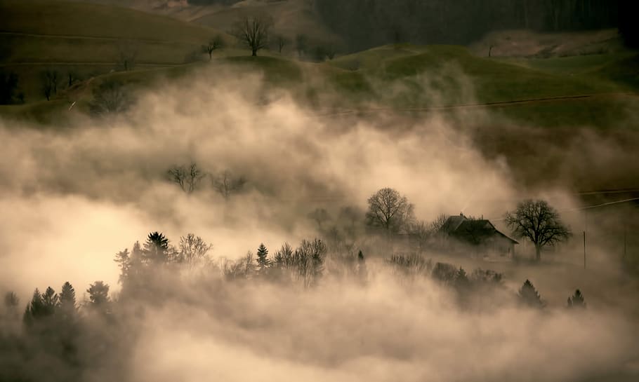 forest is covered with fog, area full of trees covered in white fog HD wallpaper