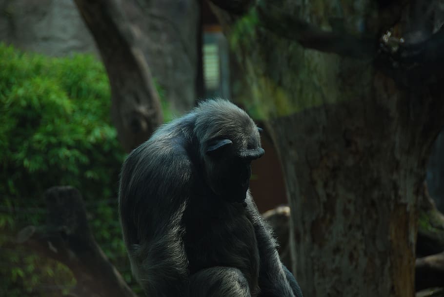 closeup photo of black monkey, ape, chimpanzee, old, primate HD wallpaper