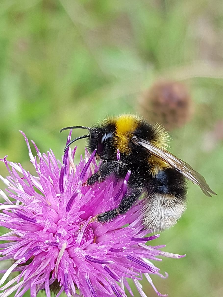 bumblebee, knapweed, flower, insect, flowering plant, invertebrate HD wallpaper