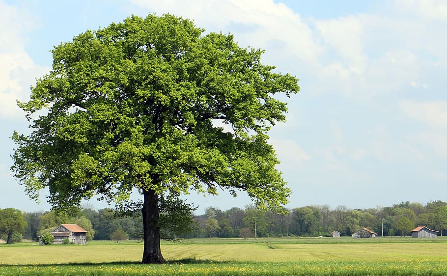 green lone tree under cumulus clouds, nature, meadow, individually HD wallpaper
