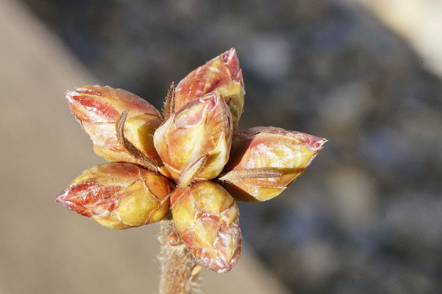 bud, scion, engine, spring, nature, awakening, plant, growth HD wallpaper