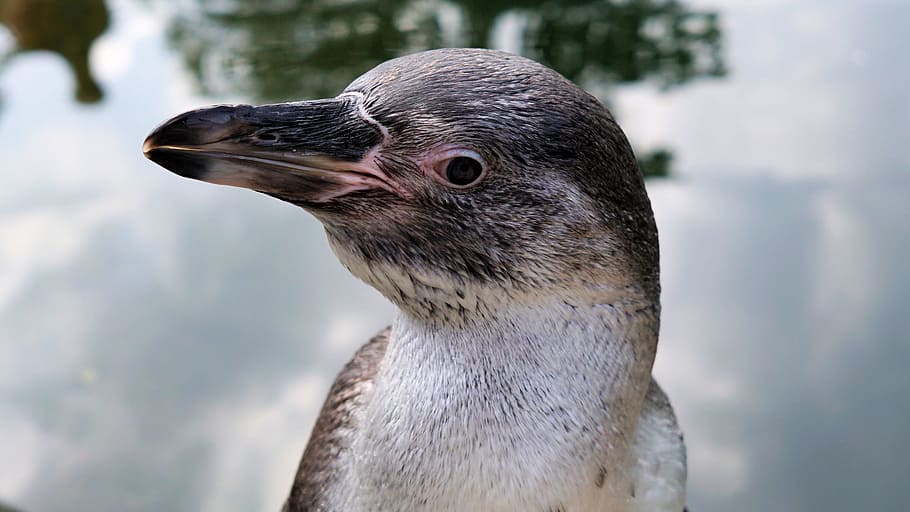 closeup photo of gray and white bird, penguin, animal, animal world, HD wallpaper