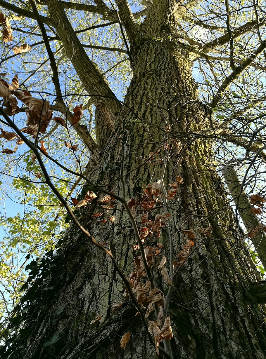 tree, 2017, romance, spring, nature, branch, forest, tree Trunk HD wallpaper
