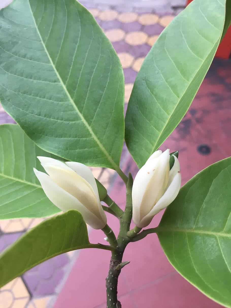 flower, ngoc, rolling, leaf, plant part, flowering plant, beauty in nature HD wallpaper