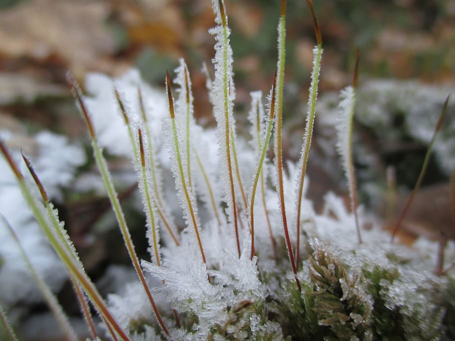 moss, ice, snow, plant, cold temperature, beauty in nature HD wallpaper