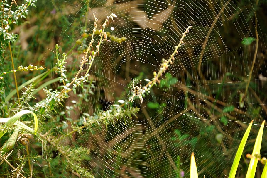 spider, web, arachnid, spider Web, nature, dew, drop, summer HD wallpaper