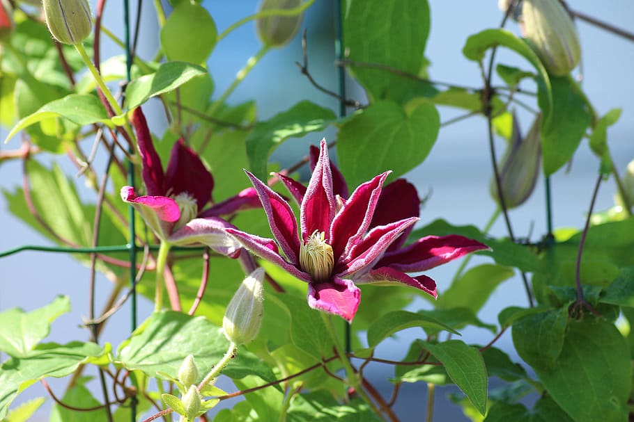 red petaled flower under blue sky, clematis, boost, creeper HD wallpaper