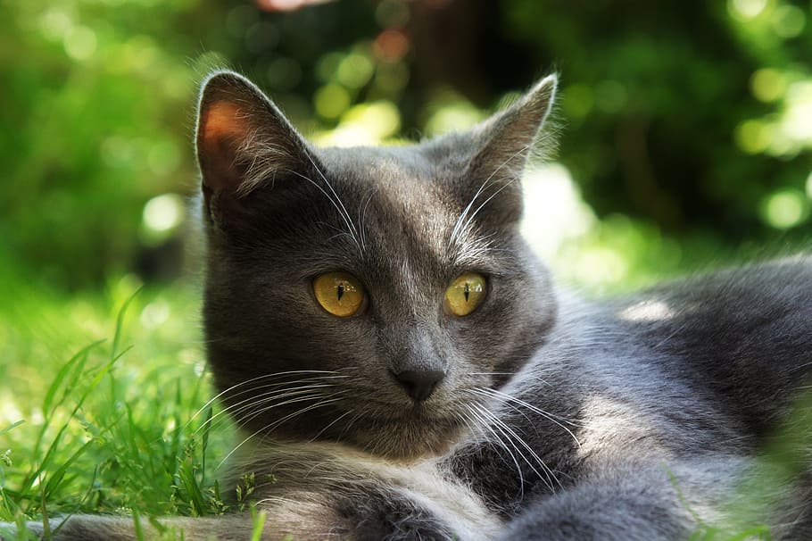 gray and white cat, grass, summer, animal themes, mammal, domestic cat HD wallpaper