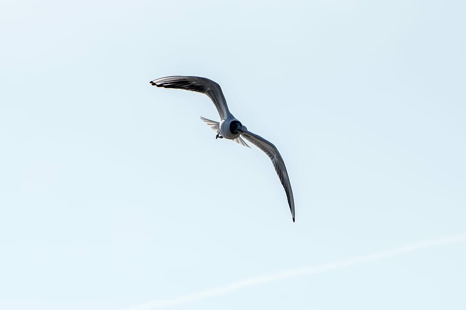 Bird, Fly, Freedom, Nature, Animal, wings, sea gull, one animal HD wallpaper