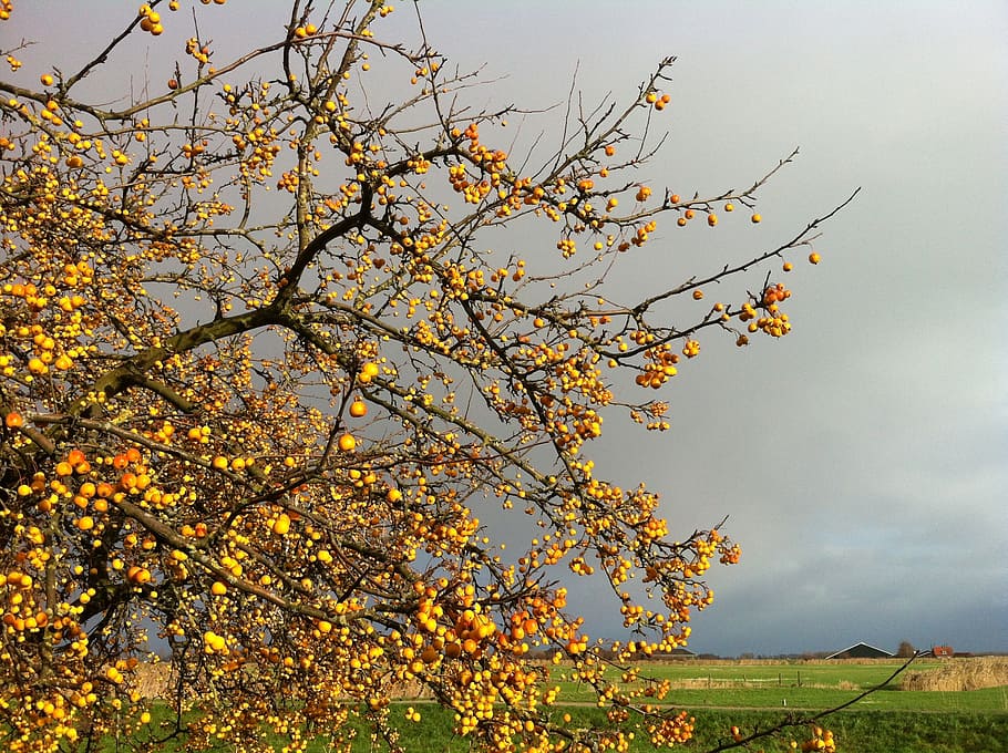 apples, nature, tree, plant, sky, beauty in nature, growth HD wallpaper