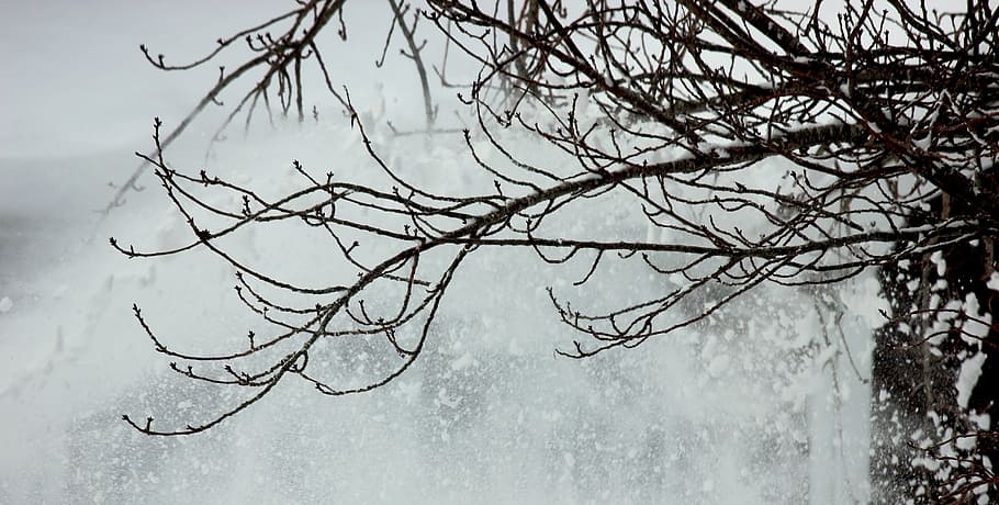 tree, winter, snow, winter trees, december, branch, snow storm HD wallpaper