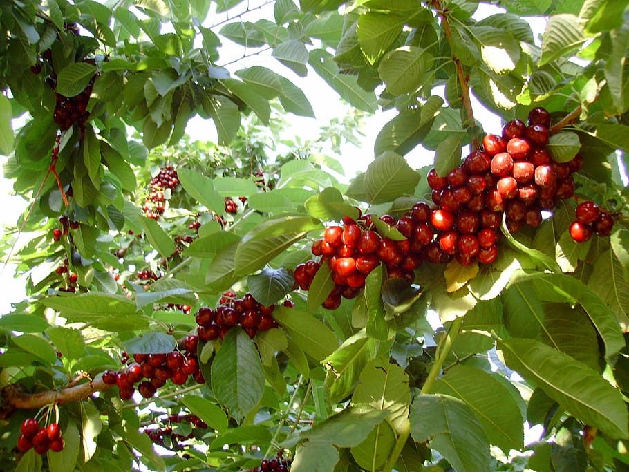food, fruit, cherry, collection, leaf, plant part, healthy eating HD wallpaper