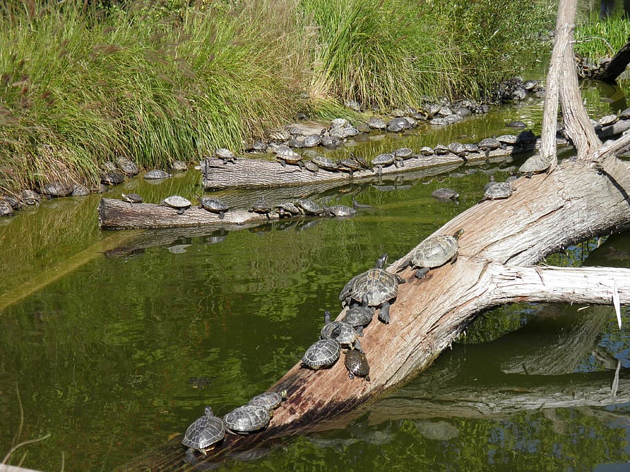 animals, lake, nature, turtles, zoo, lyon, tree, water, plant HD wallpaper