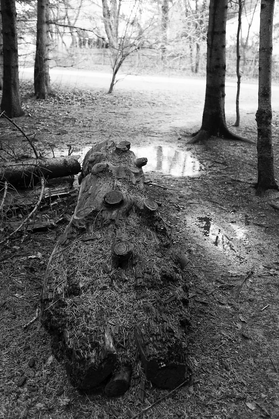 landscape, black white, tree, forest, winter, plant, trunk HD wallpaper