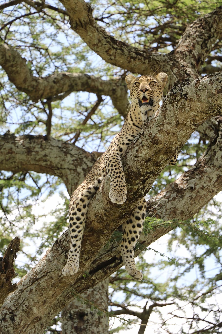 nature, cheetah, animal wildlife, animal themes, animals in the wild HD wallpaper