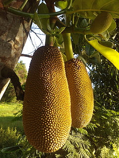 jackfruit, thailand fruit, tree, plant, wood, green, bark, lam HD wallpaper