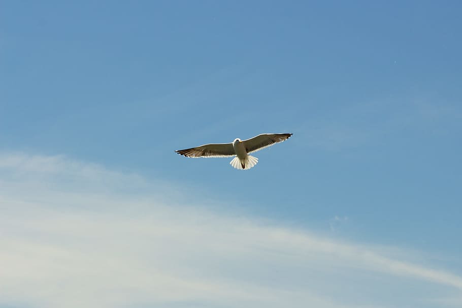 sky, bird, flying, seagull, animal, animal themes, one animal HD wallpaper