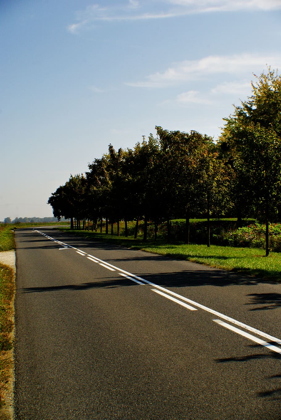 road, landscape, tree, panorama, nature, plant, sky, transportation HD wallpaper