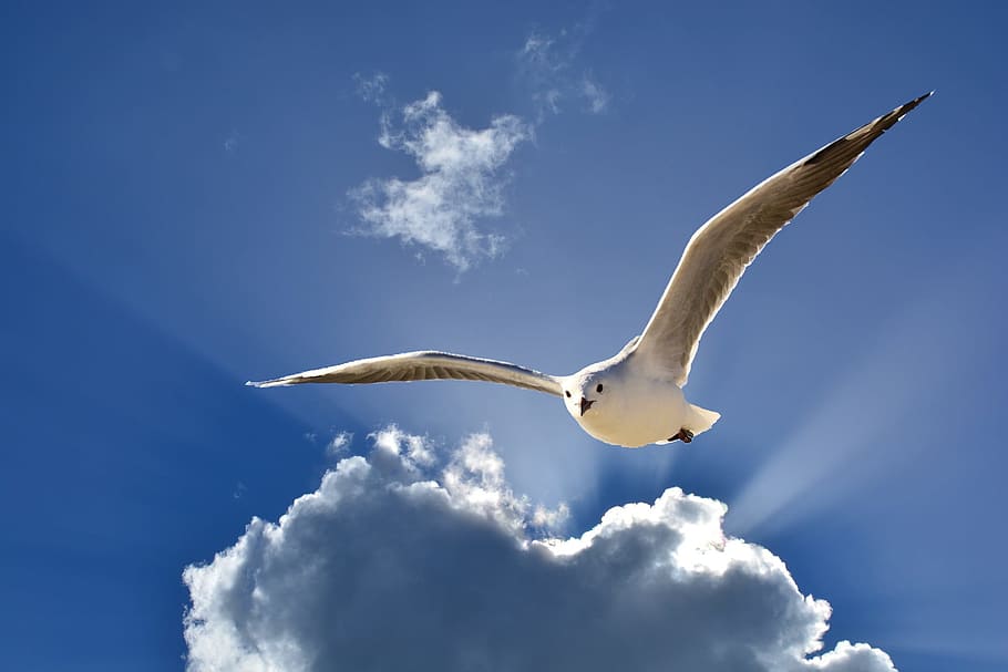 crow flies, clouds, seagulls, flying, cloud - sky, animal wildlife