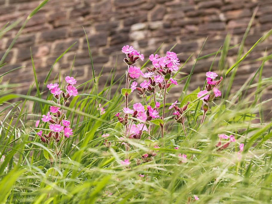 flowers, meadow, grass, wall, flowering plant, freshness, growth HD wallpaper