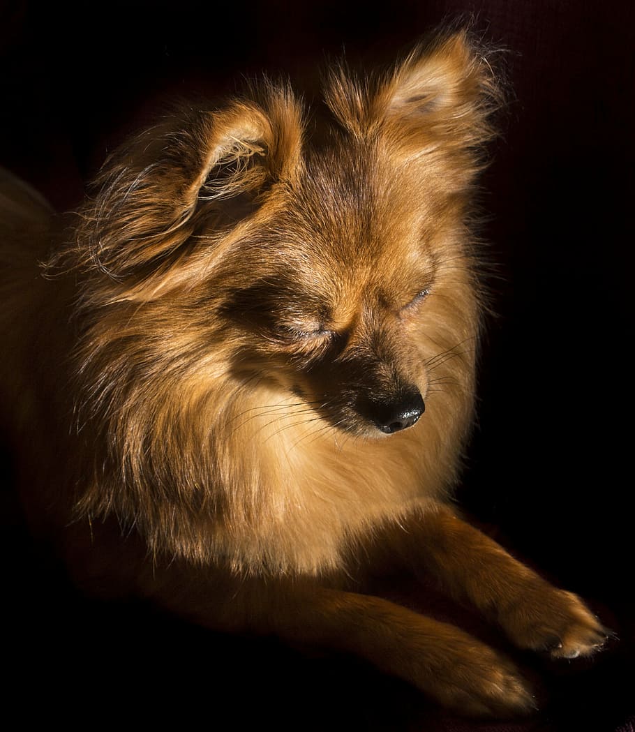 dog, dave, pet, walk, asleep, animal, cute, young, sleeping HD wallpaper