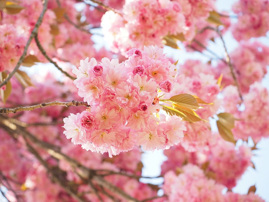 pink cherry blossoms, japanese cherry, smell, bloom, japanese flowering cherry, HD wallpaper