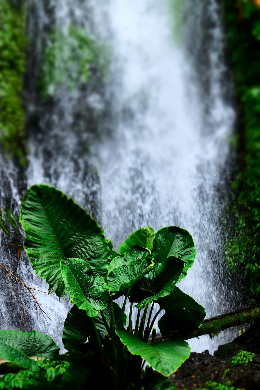 green elephant ear plant near waterfalls, green leaf plant, plant part HD wallpaper