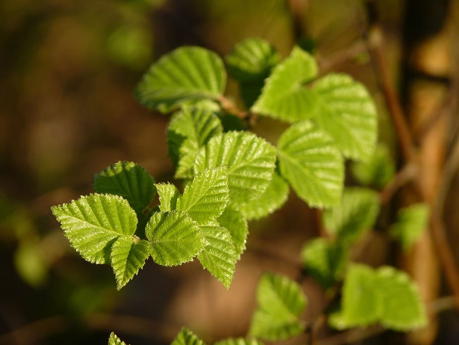 beech, spring, leaves, branch, green, forest, nature, tree HD wallpaper