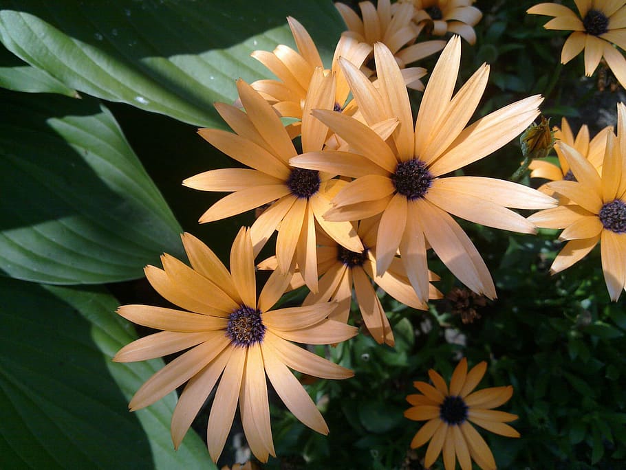 Aster, Flowers, Orange, Nature, petal, plant, flower head, fragility HD wallpaper