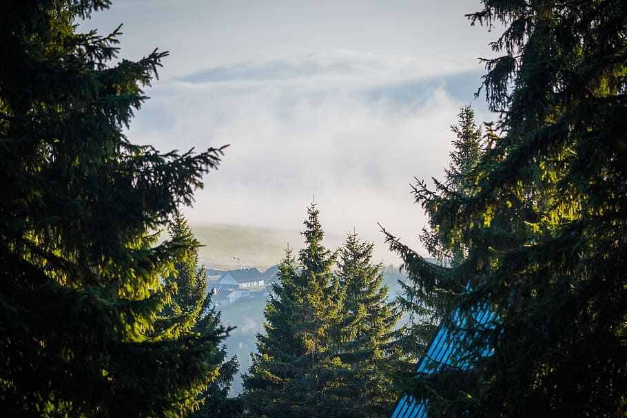 fog, clouds, trees, valley, landscape, nature, silhouette, meadow HD wallpaper