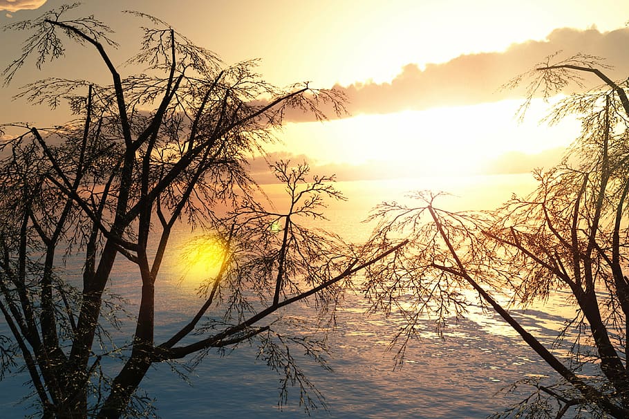 sunset, nature, sky, clouds, tree, branches, golden, bright HD wallpaper