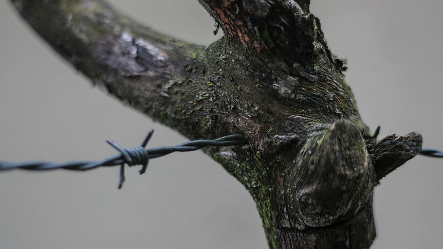 barbed wire, branch, closeup, tree, no people, trunk, safety HD wallpaper