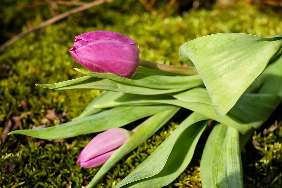 purple and pink tulip flower buds, blossom, bloom, flowers HD wallpaper