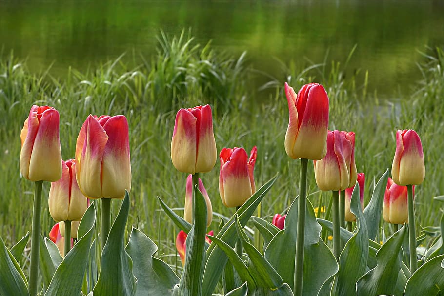 pink-and-beige tulip flowers nature photography, tulipa, yellow red, HD wallpaper