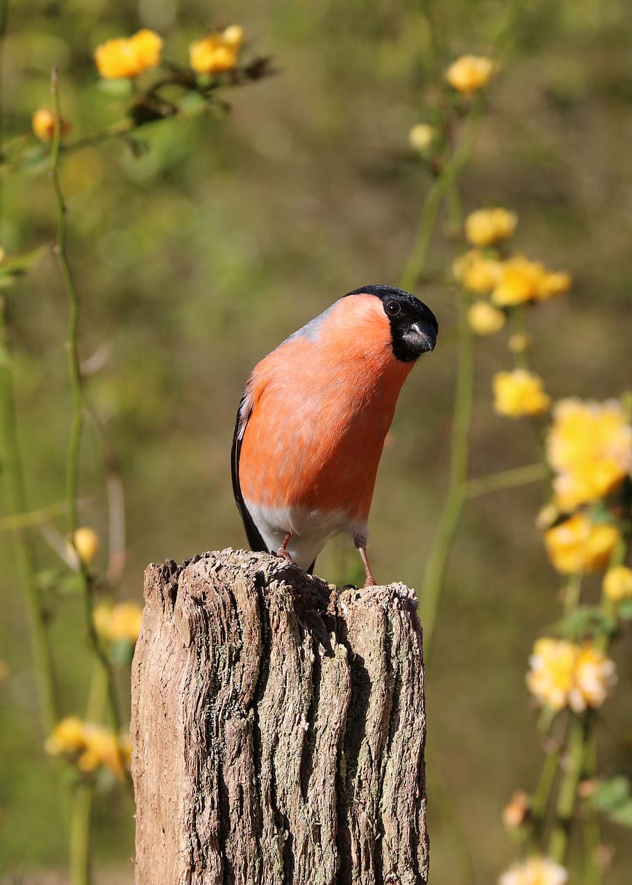 shallow focus photo of orange and black bird, bullfinch, male, HD wallpaper