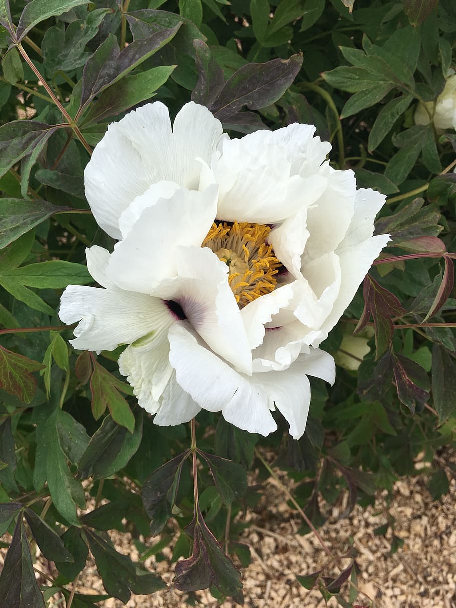 flower, white, bloom, beauty in nature, plant, flowering plant HD wallpaper
