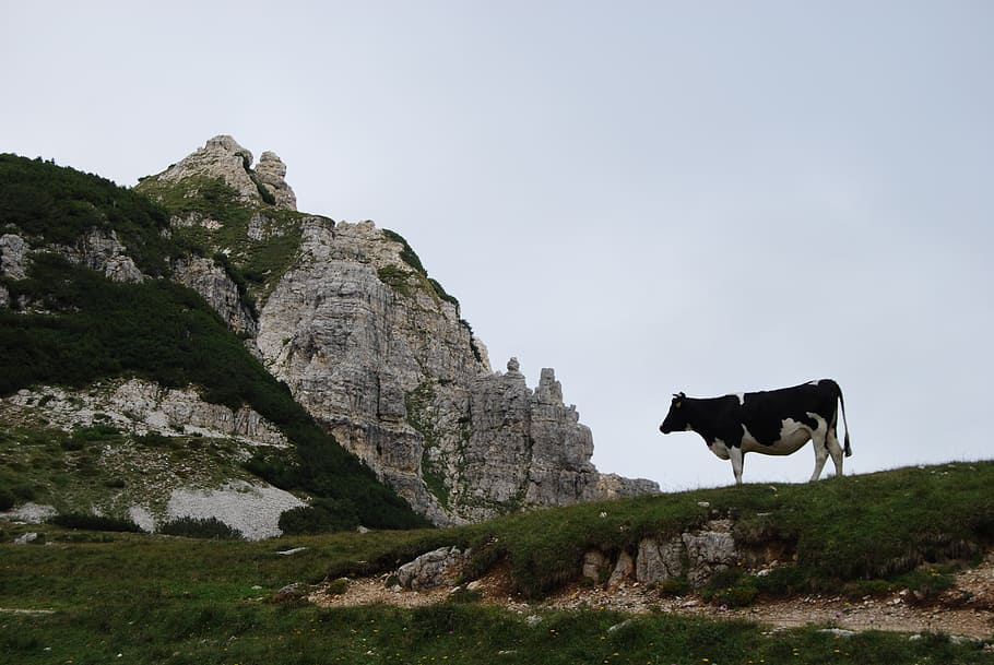 cow, mountain, rock, animal, mammal, animal themes, domestic animals HD wallpaper