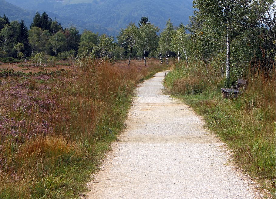 away, nature, heide, trail, promenade, birch, heather, road HD wallpaper